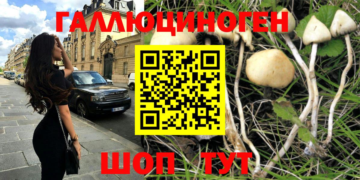 Псилоцибиновые грибы Psilocybe Кирово-Чепецк